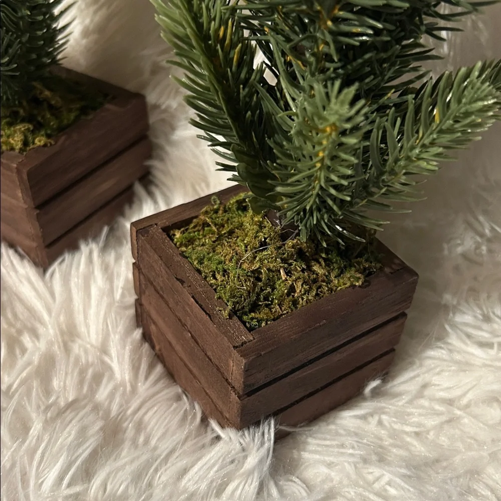 Set of Three Miniature Pine Trees in Wooden Boxes from Target